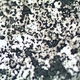 Trinocular Metallurgical Microscope